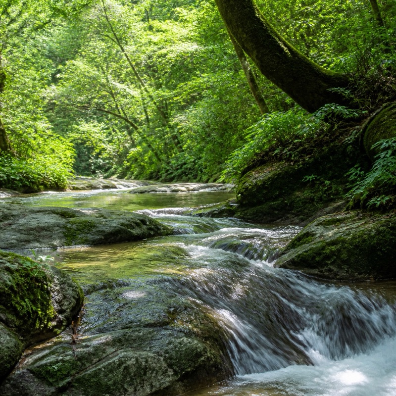 A quiet stream surrounded by green forest