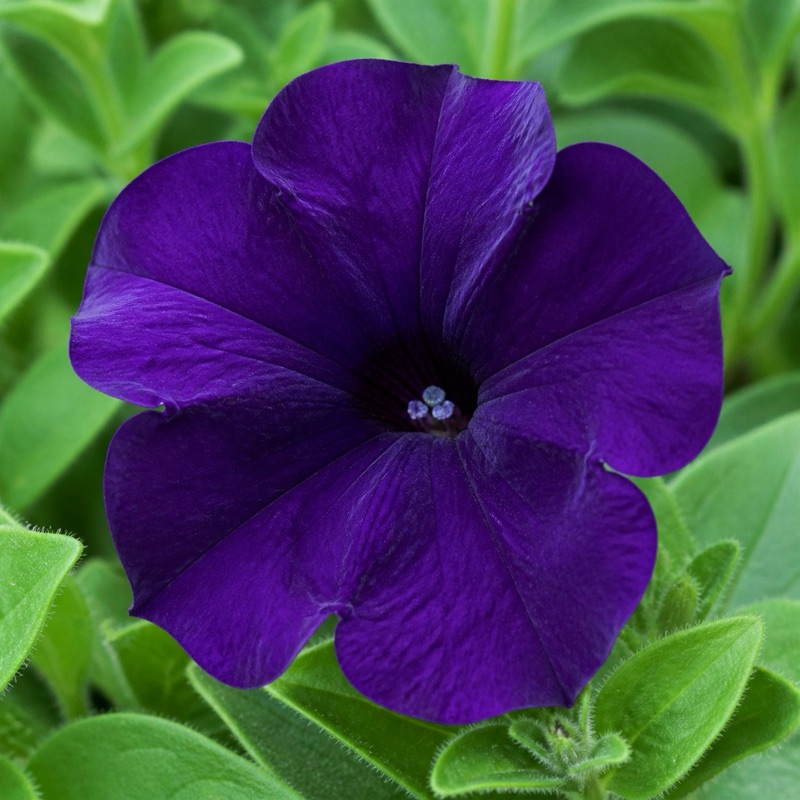 A violet flower seen up close